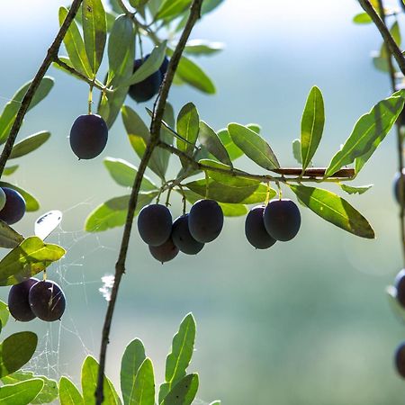 Azienda Agricola Moschioni Cividale del Friuli Kültér fotó