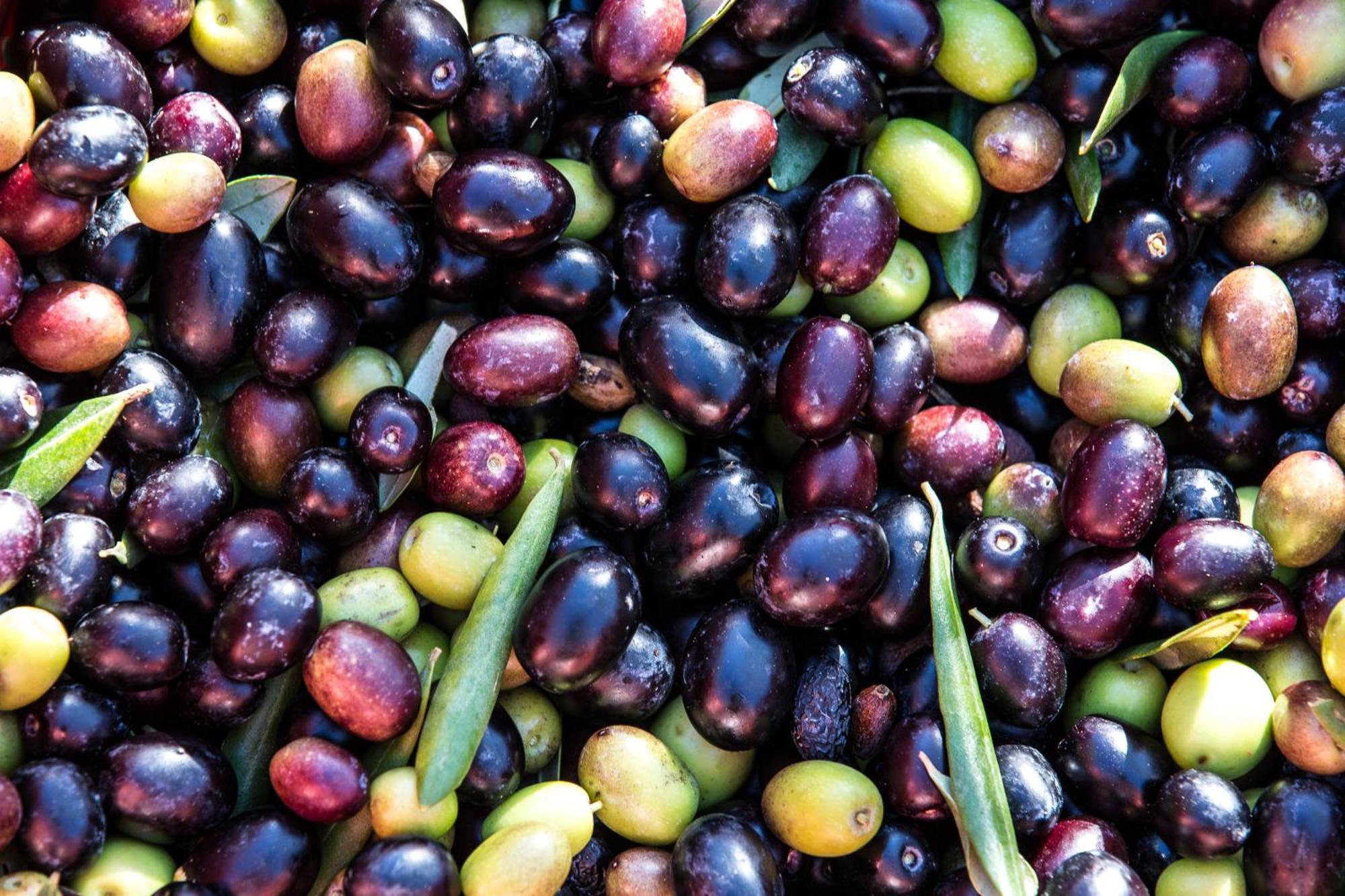 Azienda Agricola Moschioni Cividale del Friuli Kültér fotó