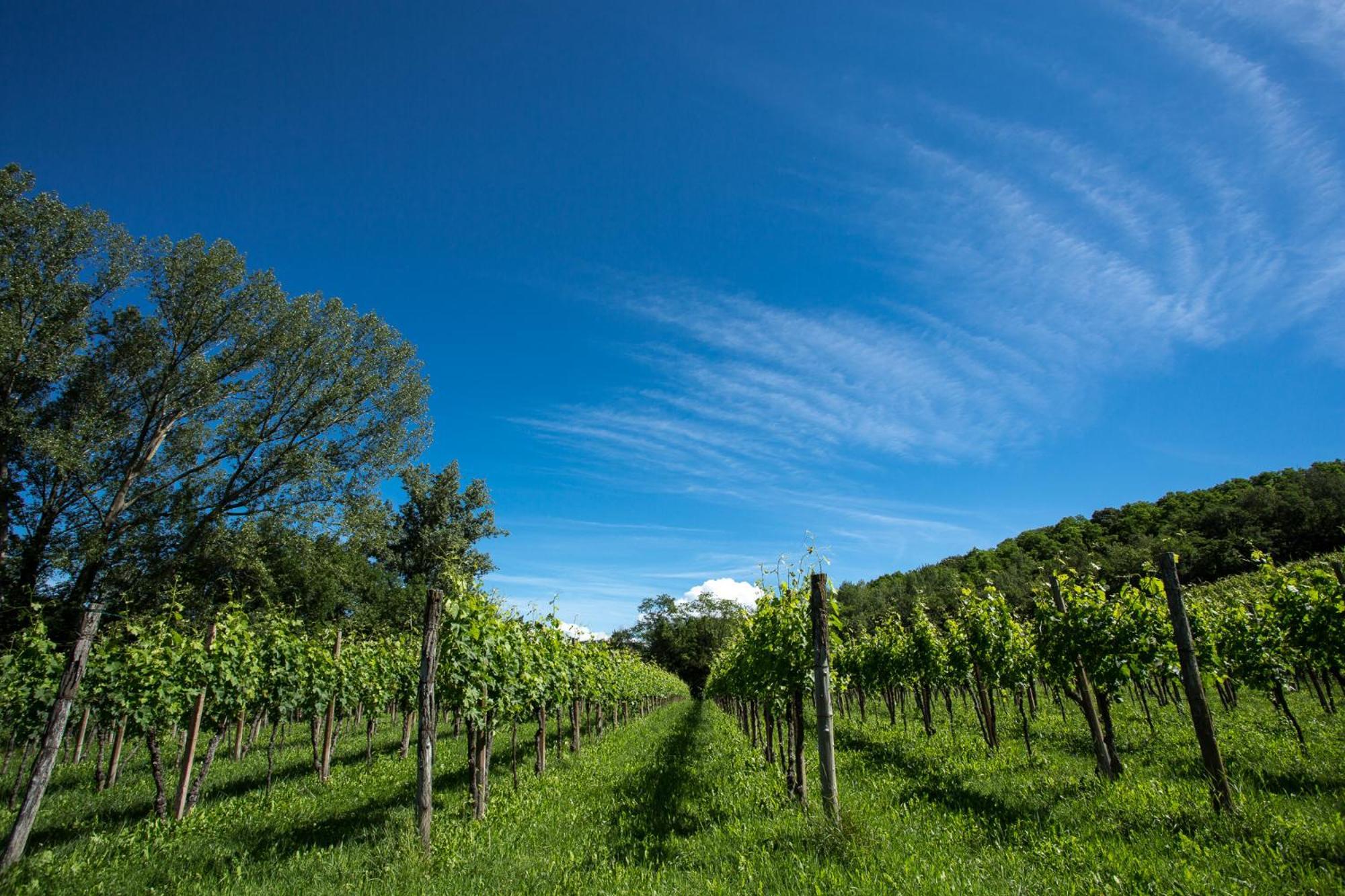 Azienda Agricola Moschioni Cividale del Friuli Kültér fotó