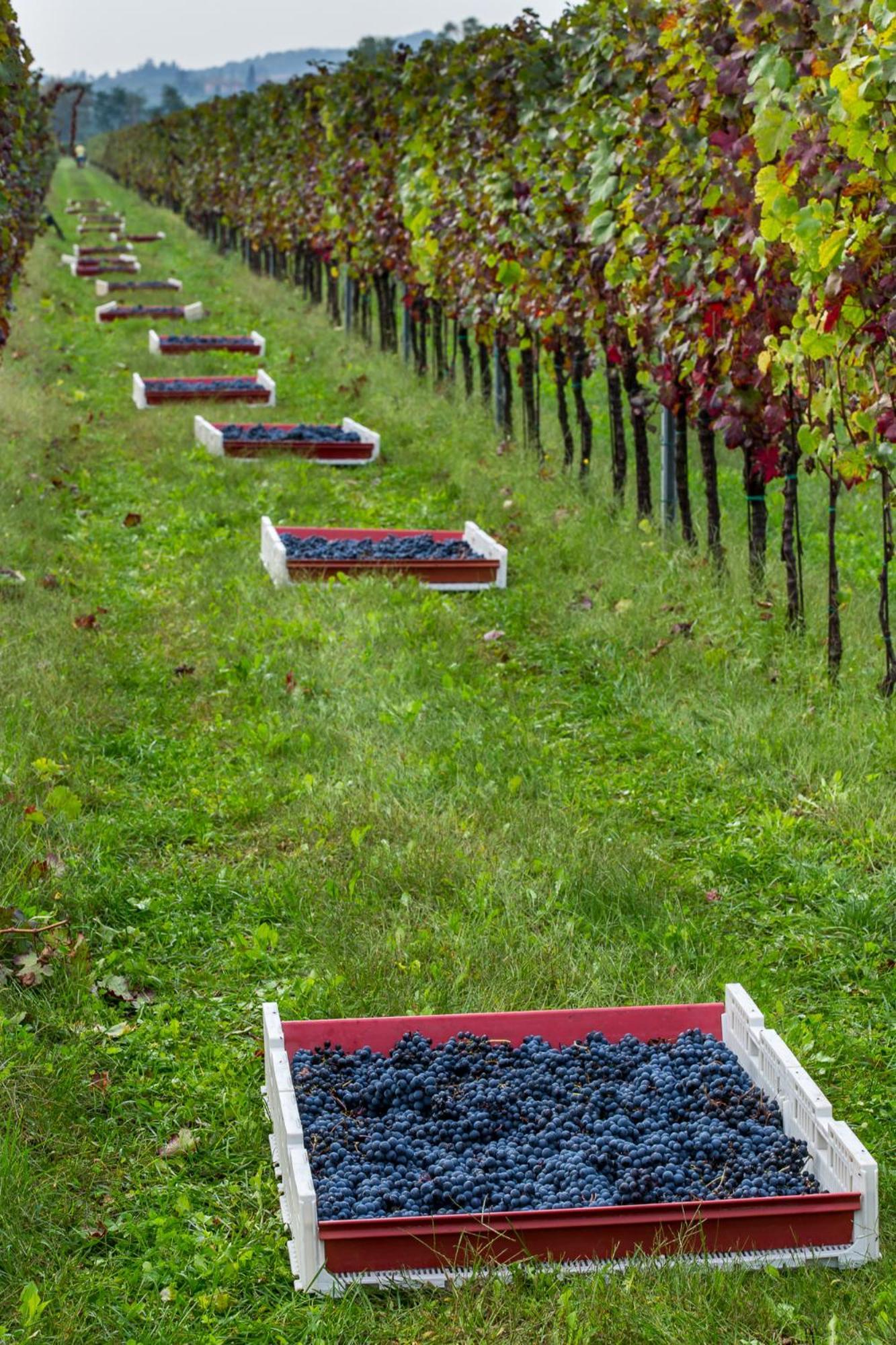 Azienda Agricola Moschioni Cividale del Friuli Kültér fotó