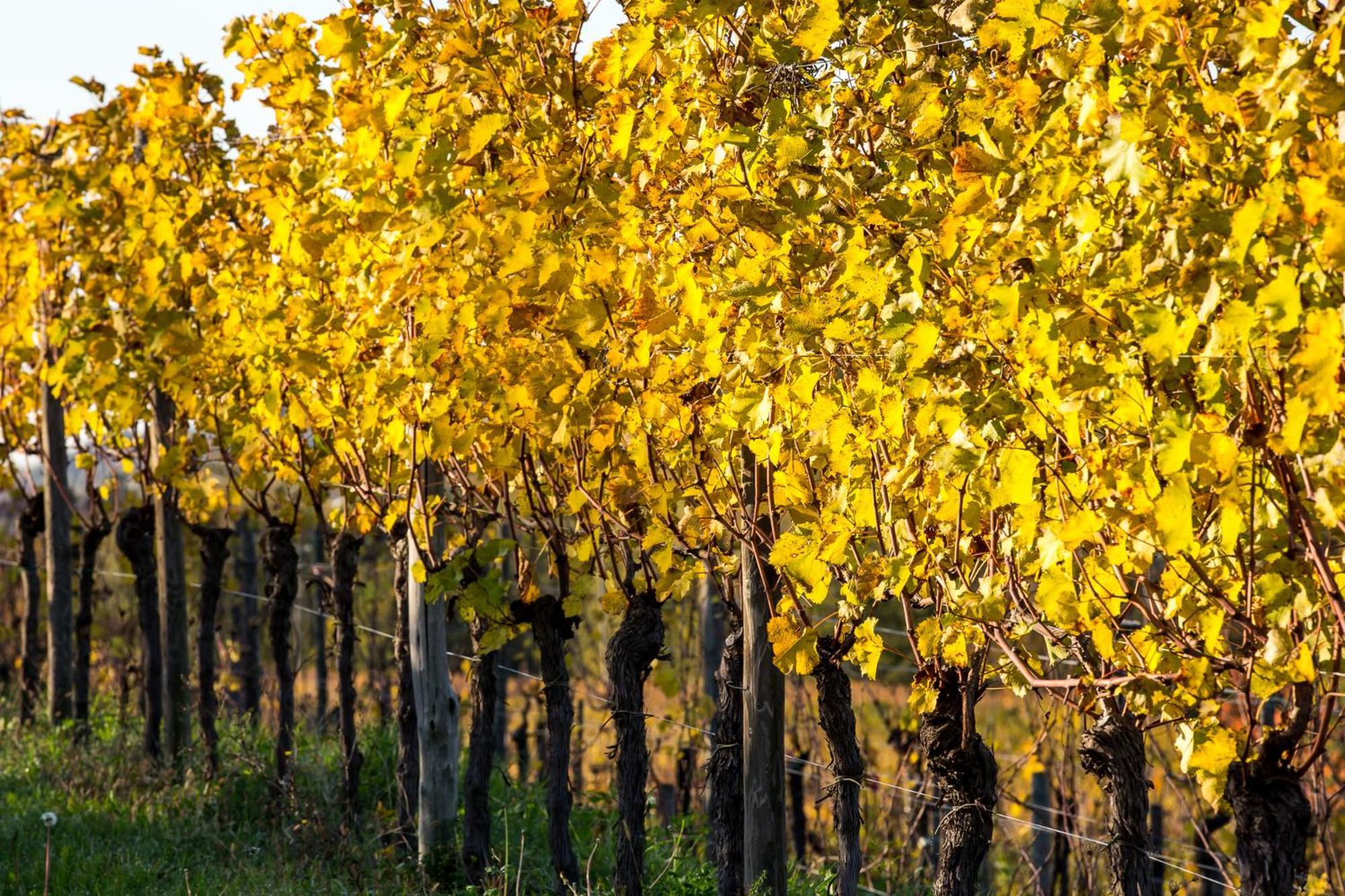 Azienda Agricola Moschioni Cividale del Friuli Kültér fotó