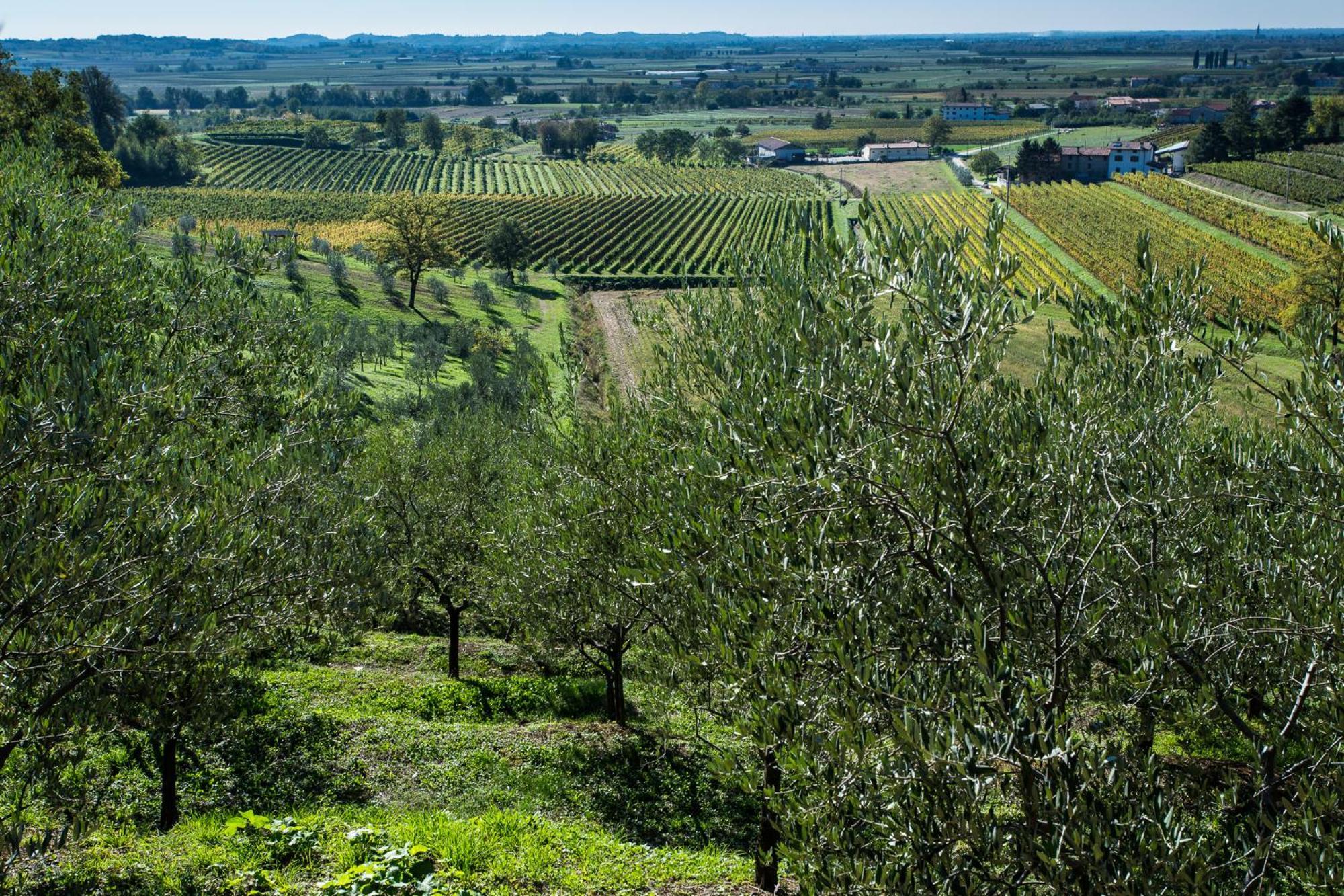 Azienda Agricola Moschioni Cividale del Friuli Kültér fotó